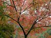 紅葉は「まあまあ」です。